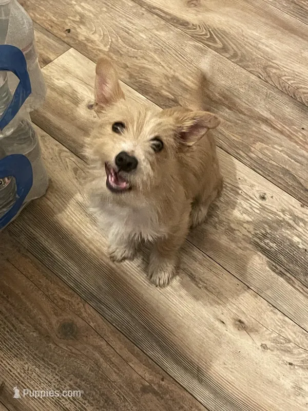 Simba – Jack Russell Terrier, Yorkipoo puppy for sale in Cumberland, MD