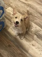 Simba, a male Jack Russell Terrier and Yorkipoo for sale in Cumberland, MD – Photo 1 of 5