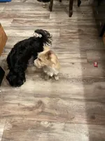 Simba, a male Jack Russell Terrier and Yorkipoo for sale in Cumberland, MD – Photo 5 of 5