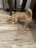 Simba, a male Jack Russell Terrier and Yorkipoo for sale in Cumberland, MD – Photo 4 of 5