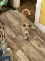 Simba, a male Jack Russell Terrier and Yorkipoo for sale in Cumberland, MD – Photo 2 of 5