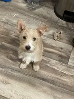 Simba, a male Jack Russell Terrier and Yorkipoo for sale in Cumberland, MD – Photo 3 of 5