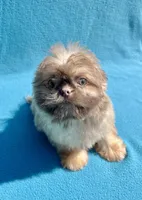 Hazelnut2day sale!, a female Shih Tzu for sale in Snellville, GA – 3 of 5