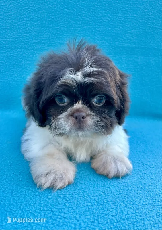 Chocolate chip – Shih Tzu puppy for sale in Snellville, GA
