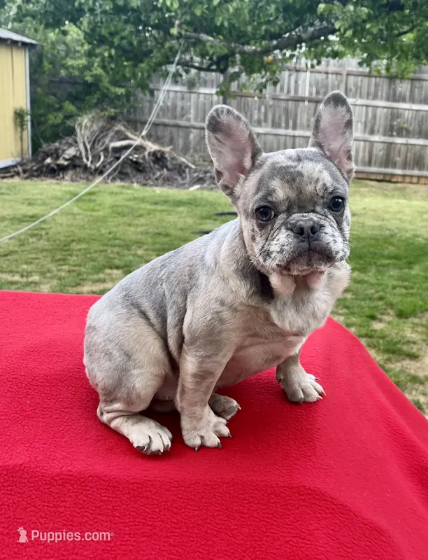 Blue Merle – French Bulldog puppy for sale in Snellville, GA