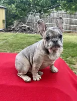 Blue Merle, a female French Bulldog for sale in Snellville, GA – Photo 1 of 7