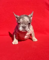 2day sale Mico Merle, a female French Bulldog for sale in Snellville, GA – Photo 4 of 4
