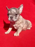 2day sale Mico Merle, a female French Bulldog for sale in Snellville, GA – Photo 2 of 4