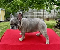 Blue Merle, a female French Bulldog for sale in Snellville, GA – Photo 4 of 7
