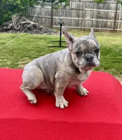 Blue Merle, a female French Bulldog for sale in Snellville, GA – Photo 2 of 7