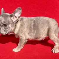 Blue Merle, a female French Bulldog for sale in Snellville, GA – Photo 7 of 7