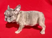 2day sale Mico Merle, a female French Bulldog for sale in Snellville, GA – Photo 1 of 4