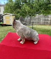 Blue Merle, a female French Bulldog for sale in Snellville, GA – Photo 3 of 7