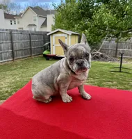 Blue Merle, a female French Bulldog for sale in Snellville, GA – Photo 5 of 7