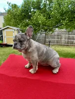 Blue Merle, a female French Bulldog for sale in Snellville, GA – Photo 6 of 7