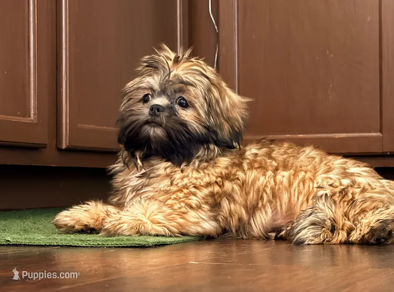 Lil Lion🦁 – Shih Tzu puppy for sale in Snellville, GA