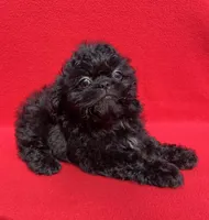 Jellybean, a female Shih Tzu for sale in Snellville, GA – 3 of 4