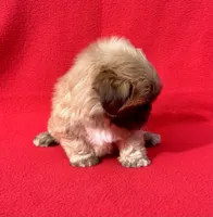Tina  bear, a female Shih Tzu for sale in Snellville, GA – 3 of 4