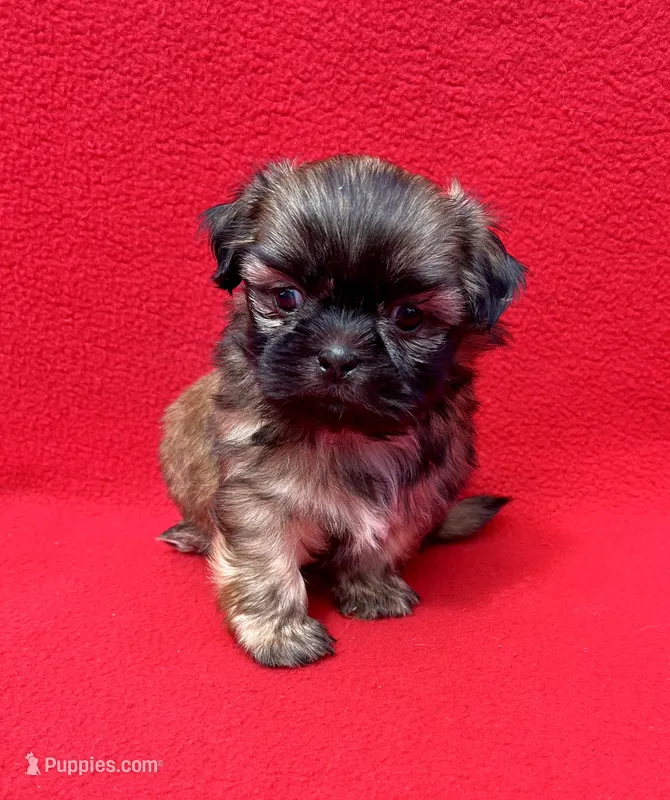 Black Mask – Shih Tzu puppy for sale in Snellville, GA