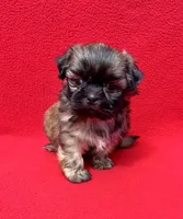 Black Mask, a male Shih Tzu for sale in Snellville, GA – 1 of 5