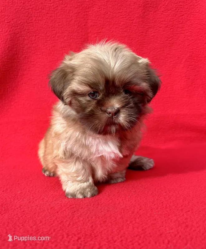 Tina  bear – Shih Tzu puppy for sale in Snellville, GA