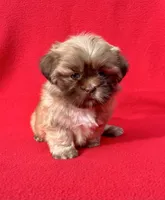 Tina  bear, a female Shih Tzu for sale in Snellville, GA – 1 of 4