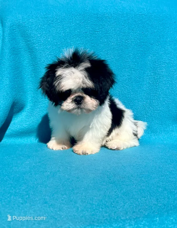 Baby boy – Shih Tzu puppy for sale in Snellville, GA