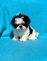 Baby boy, a female Shih Tzu for sale in Snellville, GA – 1 of 2