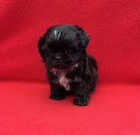 Beauty, a female Shih Tzu for sale in Snellville, GA – 3 of 5
