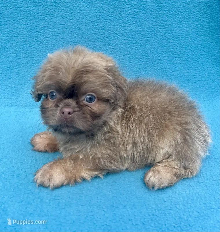 Hazelnut – Shih Tzu puppy for sale in Snellville, GA