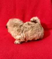 Tina  bear, a female Shih Tzu for sale in Snellville, GA – 4 of 4