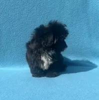 Beauty (Tcup size), a female Shih Tzu for sale in Snellville, GA – 3 of 8
