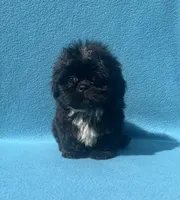 Beauty (Tcup size), a female Shih Tzu for sale in Snellville, GA – 2 of 8