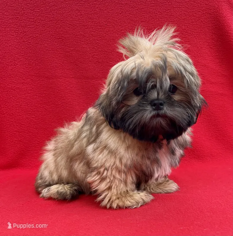 Lil Lion🦁 – Shih Tzu puppy for sale in Snellville, GA