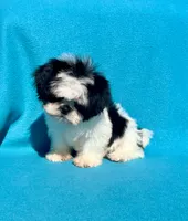 Baby boy, a female Shih Tzu for sale in Snellville, GA – 2 of 2