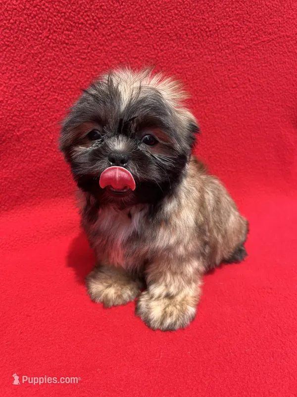 Lil Lion🦁 – Shih Tzu puppy for sale in Snellville, GA