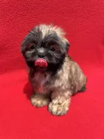 Lil Lion🦁, a male Shih Tzu for sale in Snellville, GA – 6 of 6