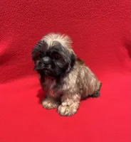 Lil Lion🦁, a male Shih Tzu for sale in Snellville, GA – 5 of 6