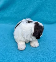 Reserved, a female Shih Tzu for sale in Snellville, GA – Photo 4 of 6