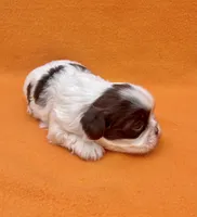 Banana split , a female Shih Tzu for sale in Snellville, GA – Photo 3 of 5