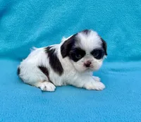 Reserved, a female Shih Tzu for sale in Snellville, GA – Photo 3 of 6