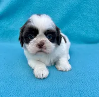 Reserved, a female Shih Tzu for sale in Snellville, GA – Photo 2 of 6
