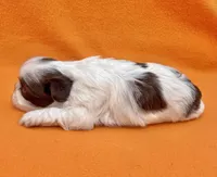 Banana split , a female Shih Tzu for sale in Snellville, GA – Photo 4 of 5