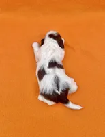 Banana split , a female Shih Tzu for sale in Snellville, GA – Photo 5 of 5