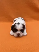 Banana split , a female Shih Tzu for sale in Snellville, GA – Photo 2 of 5