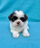 Reserved, a female Shih Tzu for sale in Snellville, GA – Photo 6 of 6
