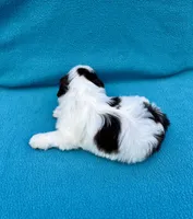 Reserved, a female Shih Tzu for sale in Snellville, GA – Photo 5 of 6