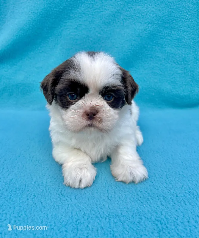 Banana split  – Shih Tzu puppy for sale in Snellville, GA