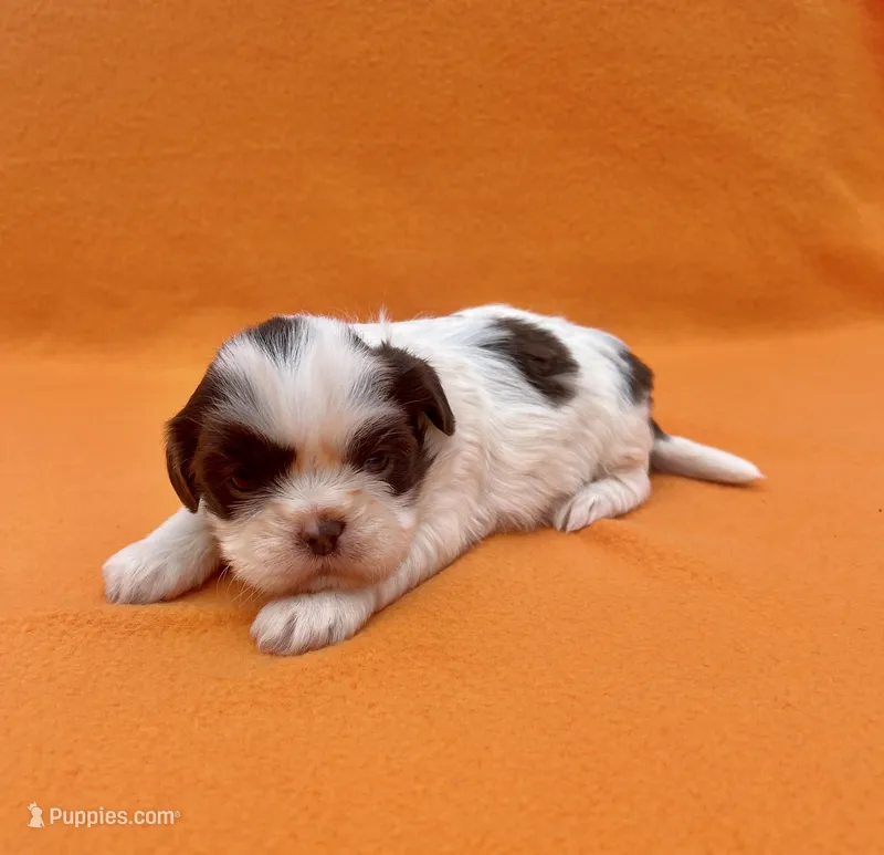 Banana split  – Shih Tzu puppy for sale in Snellville, GA