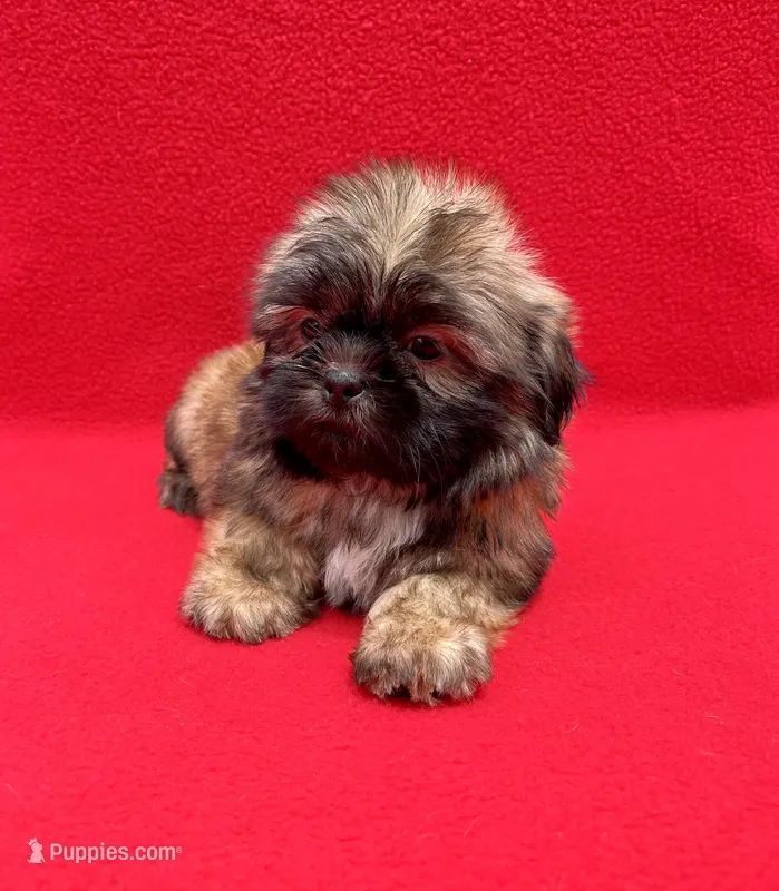 Black Mask – Shih Tzu puppy for sale in Snellville, GA